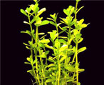 bacopa monniera natural herbs