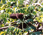 caesalpinia bonducella natu