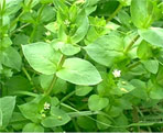 chickweed natural herbs