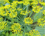 dill natural herbs