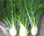 fennel