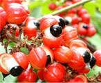 guarana natural herbs
