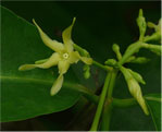 indian squill natural herbss