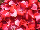 Rose Petal Jam