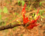 Woodfordia fruticosa Kurz