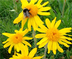 arnica natural herbs