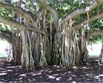 banyan natural herbs