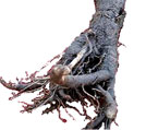 burdock root natural herbs