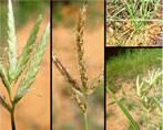 cyperus rotundus natural herbs