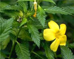 damiana natural herbs