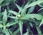 eclipta alba natural herbs