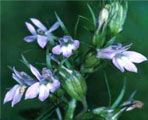 eyebright herb natural herb
