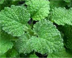 horehound natural herbs