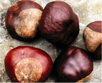 horse chestnut natural herb
