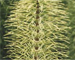 holarrhena antidysenterica