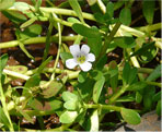 indian pennywort natural