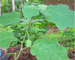 kantakari natural herbs