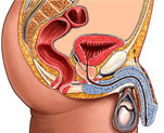 prostate