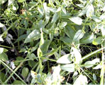 rubia cordifolia natural he
