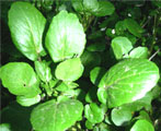 watercess natural herbs