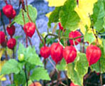 wintercherry natural herbs