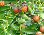 zizyphus natural herbs